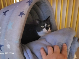 Ninja - femelle, Âge inconnu