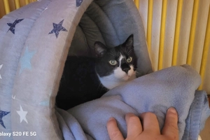 Ninja - femelle, Âge inconnu