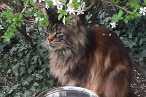 ANNONCE DU PRINTEMPS - male, Âge inconnu