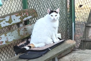 Pin-up - femelle, 7 ans