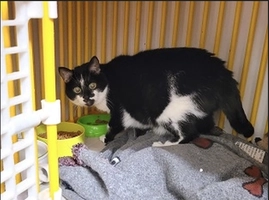 Minouche - femelle, 14 ans