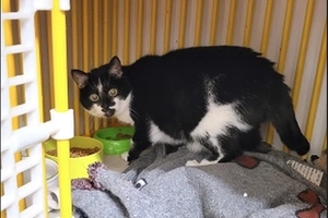 Minouche - femelle, 14 ans