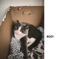 ROZY - femelle, 2 ans