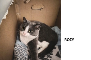 Rozy - femelle, 2 ans