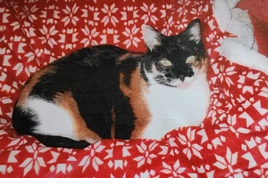 SHONA - femelle, Âge inconnu