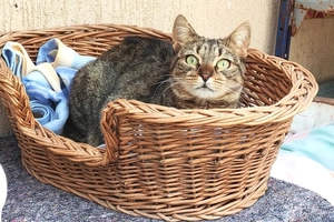 Spicy - femelle, 2 ans