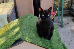 Igor - male, 13 ans