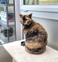 Titi - femelle, 3 ans