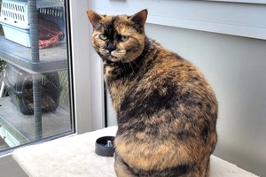 Titi - femelle, 3 ans