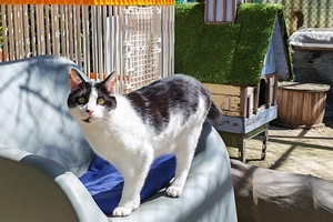 Titounet - male, 4 ans