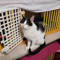 Titounet - male, 3 ans