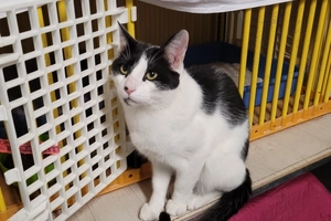 Titounet - male, 3 ans