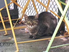 ZELDA - femelle, 2 ans
