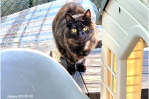 Ambre - femelle, 10 ans