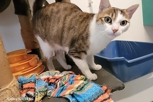 Faffou - femelle, 2 ans