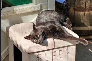 Igor - male, 12 ans