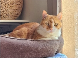 Morgan - male, 8 ans