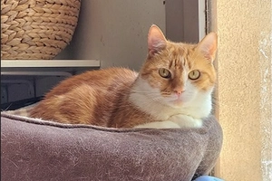 Morgan - male, 8 ans