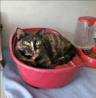 Litchi - femelle, 1 ans