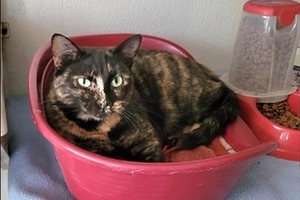 Litchi - femelle, 1 ans