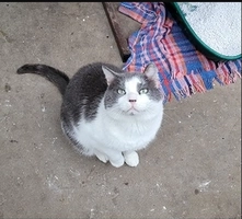 Virgile - male, Âge inconnu