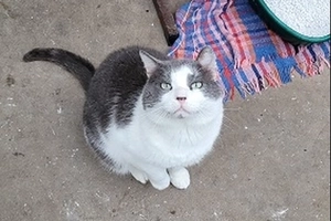 Virgile - male, Âge inconnu