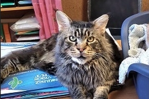O’Malley - male, 8 ans