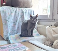 Osiris - male, 8 ans