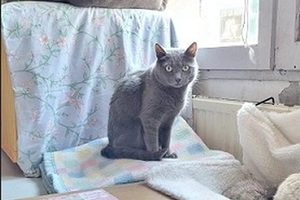 Osiris - male, 8 ans