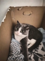 Rozy - femelle, 2 ans