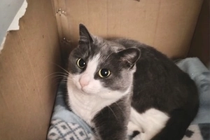 Rozy - femelle, 2 ans