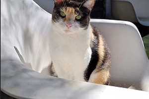 Salomé - femelle, 3 ans