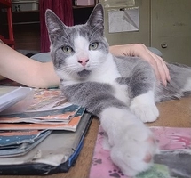 Sirius - male, 2 ans