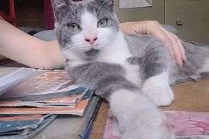 Sirius - male, 2 ans