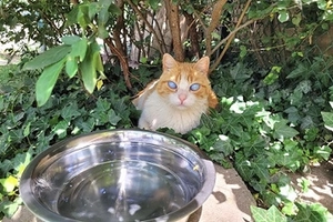Tigrou - male, 20 ans