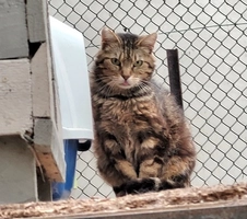 Tyson - male, 10 ans