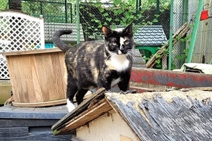 Vahina - femelle, 4 ans