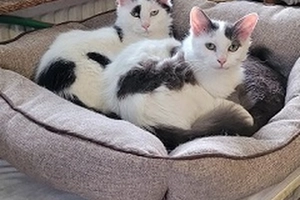 Vanille & Flocon - famille, 1 ans